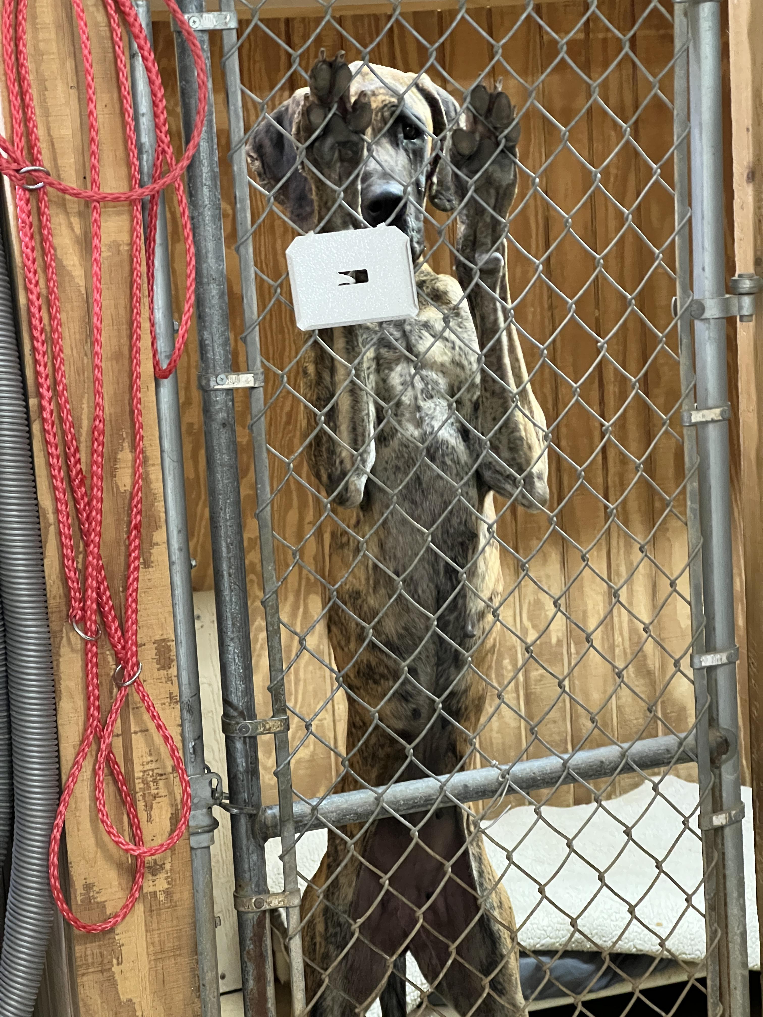 Enlarge Daisy, a Adoptable Great Dane in Paradise, TX image 3/6