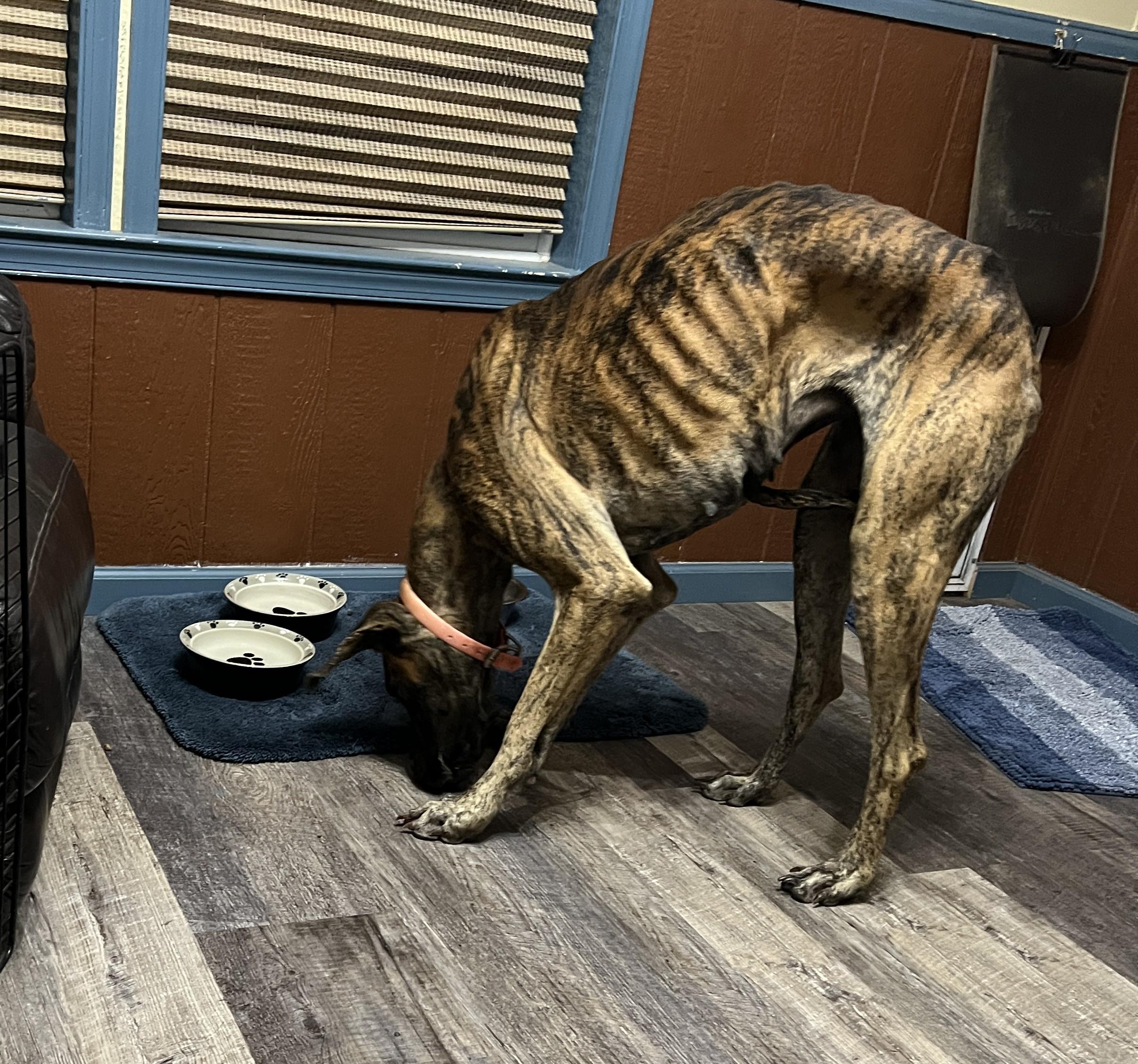 Daisy, Adoptable, Young Female Great Dane.