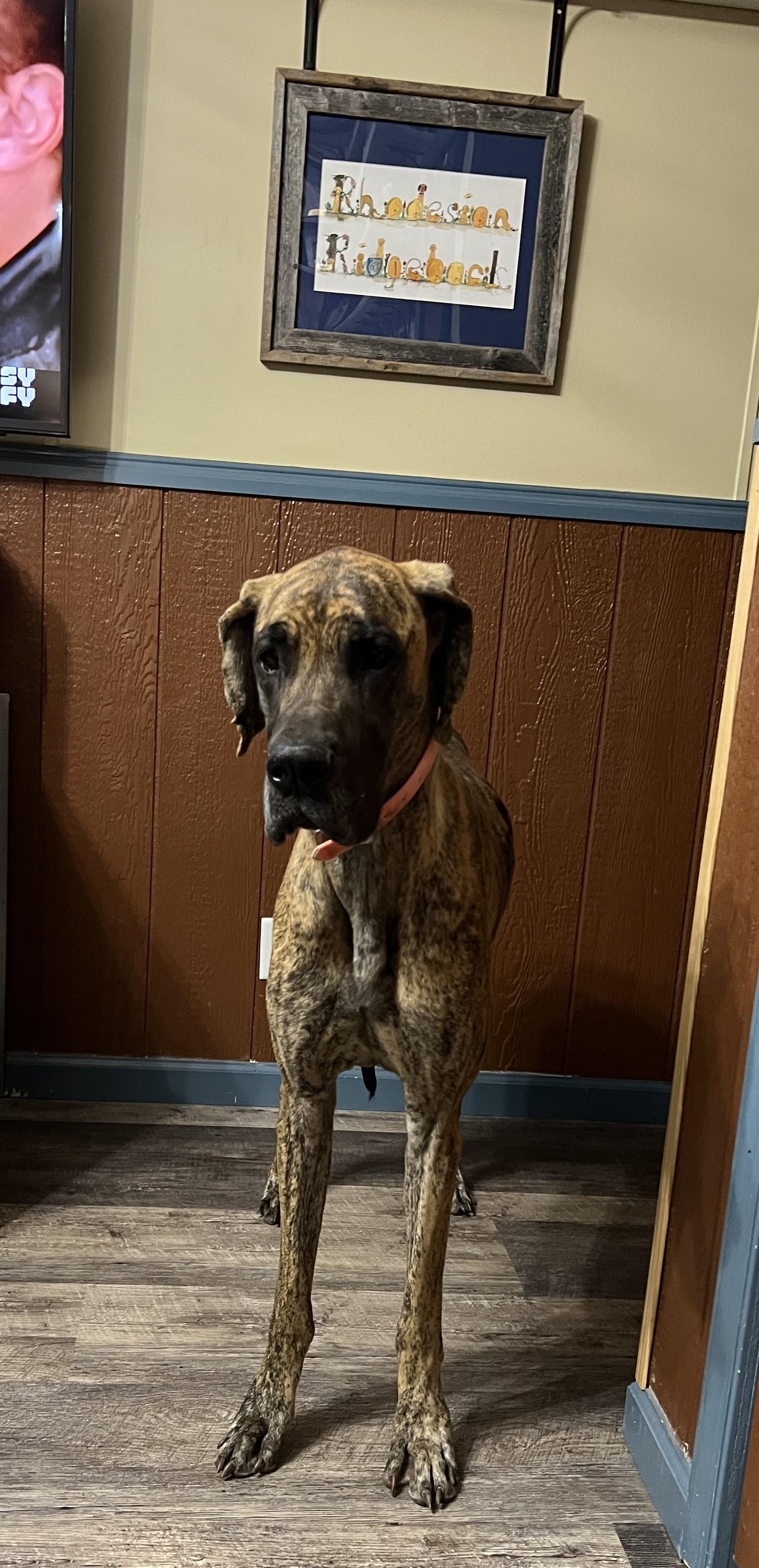 Enlarge Daisy, a Adoptable Great Dane in Paradise, TX image 2/6