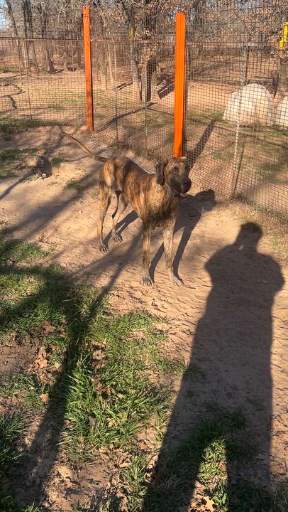 Enlarge Daisy, a Adoptable Great Dane in Paradise, TX video 6/6
