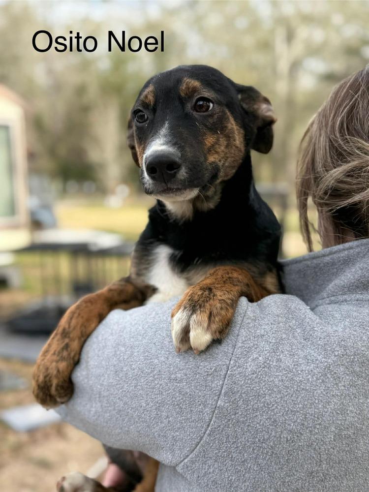 Osito Noel (AVAILABLE 1/26), Adoptable, Puppy Male Hound & Labrador Retriever.