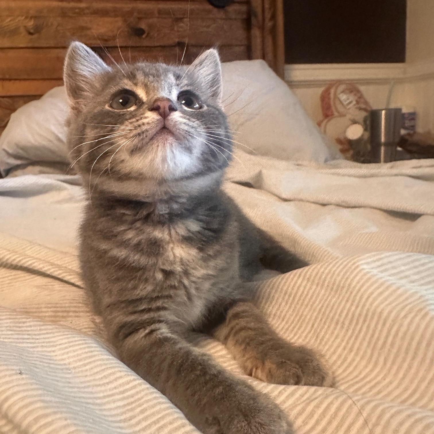 Enlarge Masey, a Adopted mixed breed in Orange, CA image 2/6