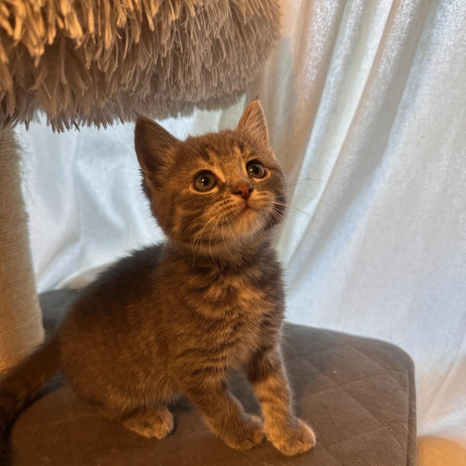 Enlarge Masey, a Adopted mixed breed in Orange, CA image 3/6