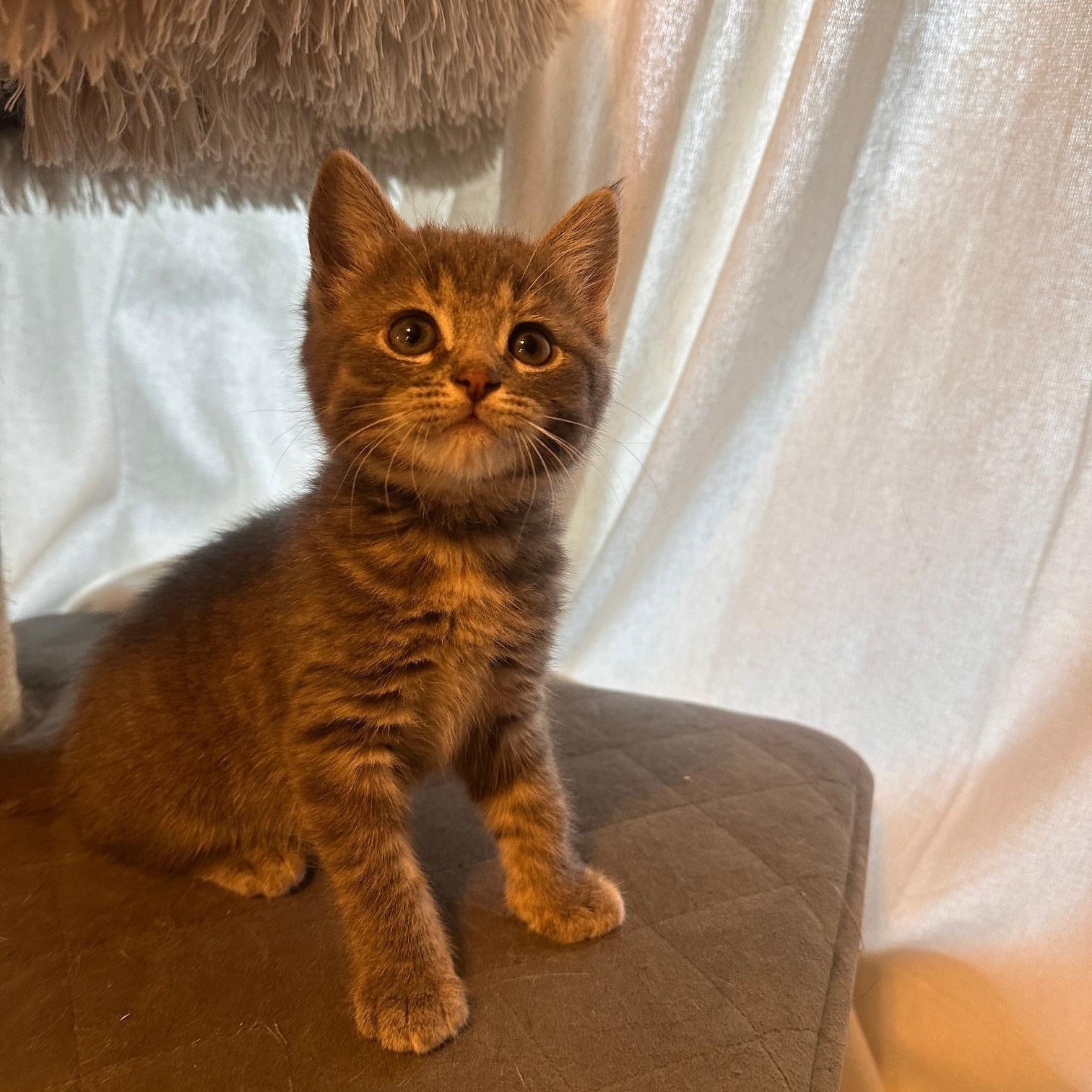 Enlarge Masey, a Adopted mixed breed in Orange, CA image 4/6