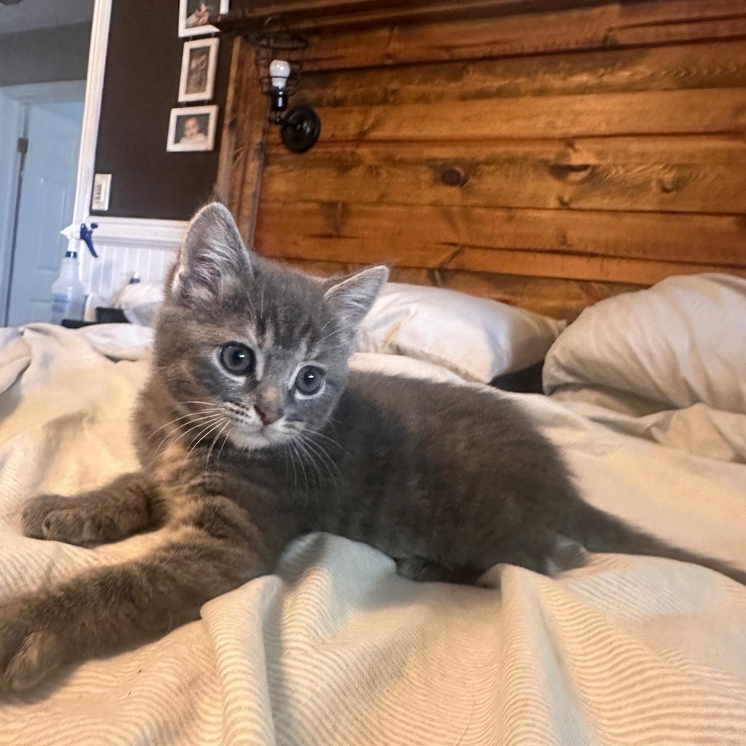 Enlarge Masey, a Adopted mixed breed in Orange, CA image 6/6