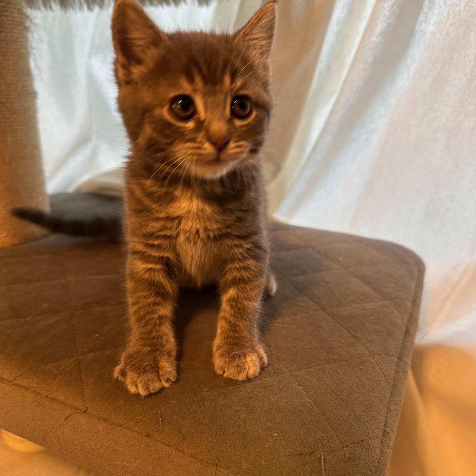 Enlarge Masey, a Adopted mixed breed in Orange, CA image 1/6