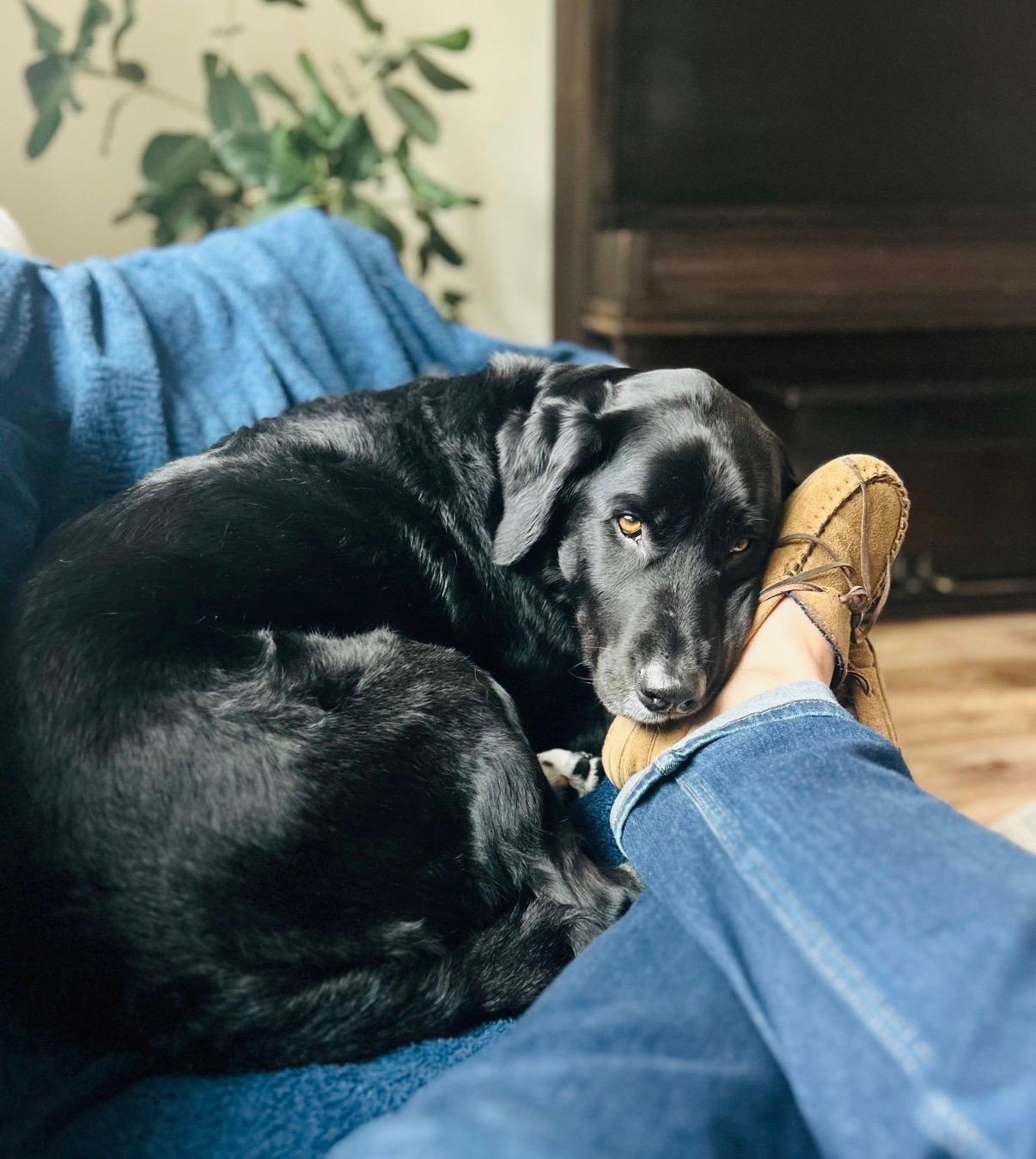 Enlarge Hodge, a Adoptable mixed breed in Rough And Ready, CA image 6/6
