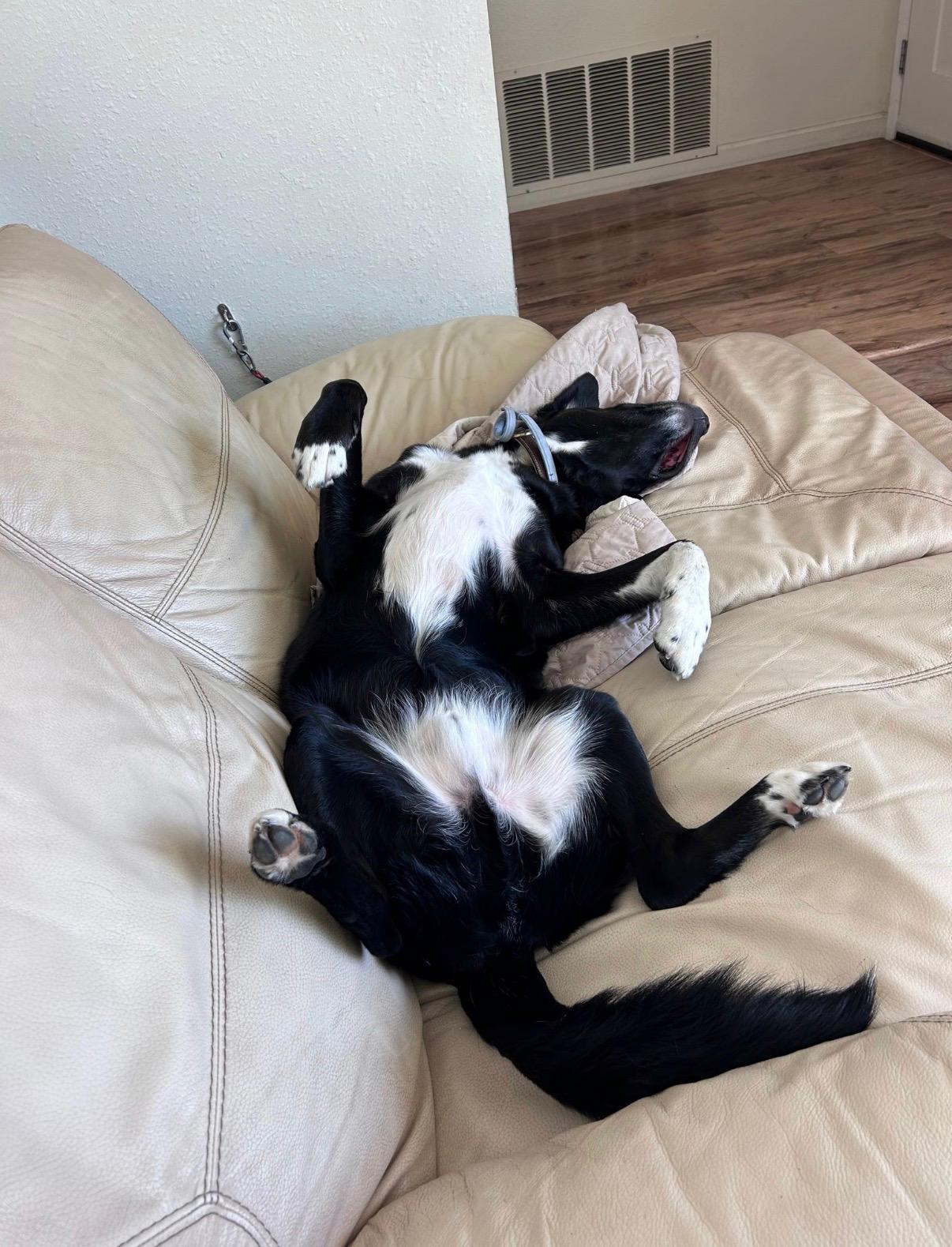 Enlarge Hodge, a Adoptable mixed breed in Rough And Ready, CA image 3/6