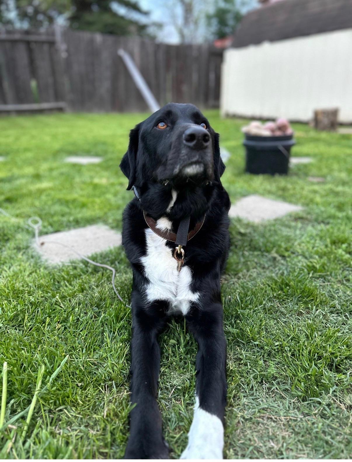 Enlarge Hodge, a Adoptable mixed breed in Rough And Ready, CA image 1/6