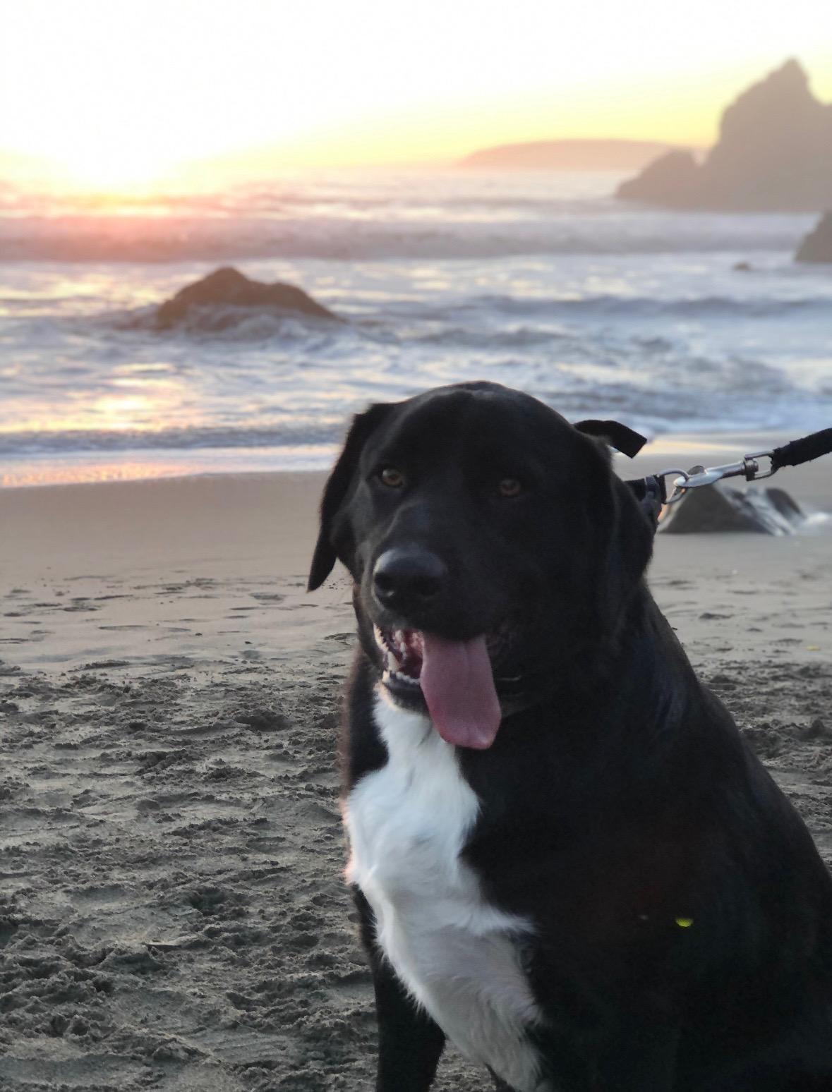 Enlarge Hodge, a Adoptable mixed breed in Rough And Ready, CA image 2/6