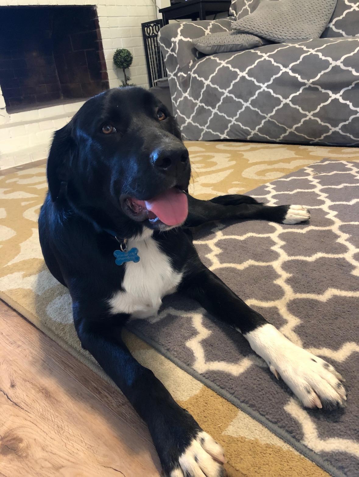 Enlarge Hodge, a Adoptable mixed breed in Rough And Ready, CA image 5/6