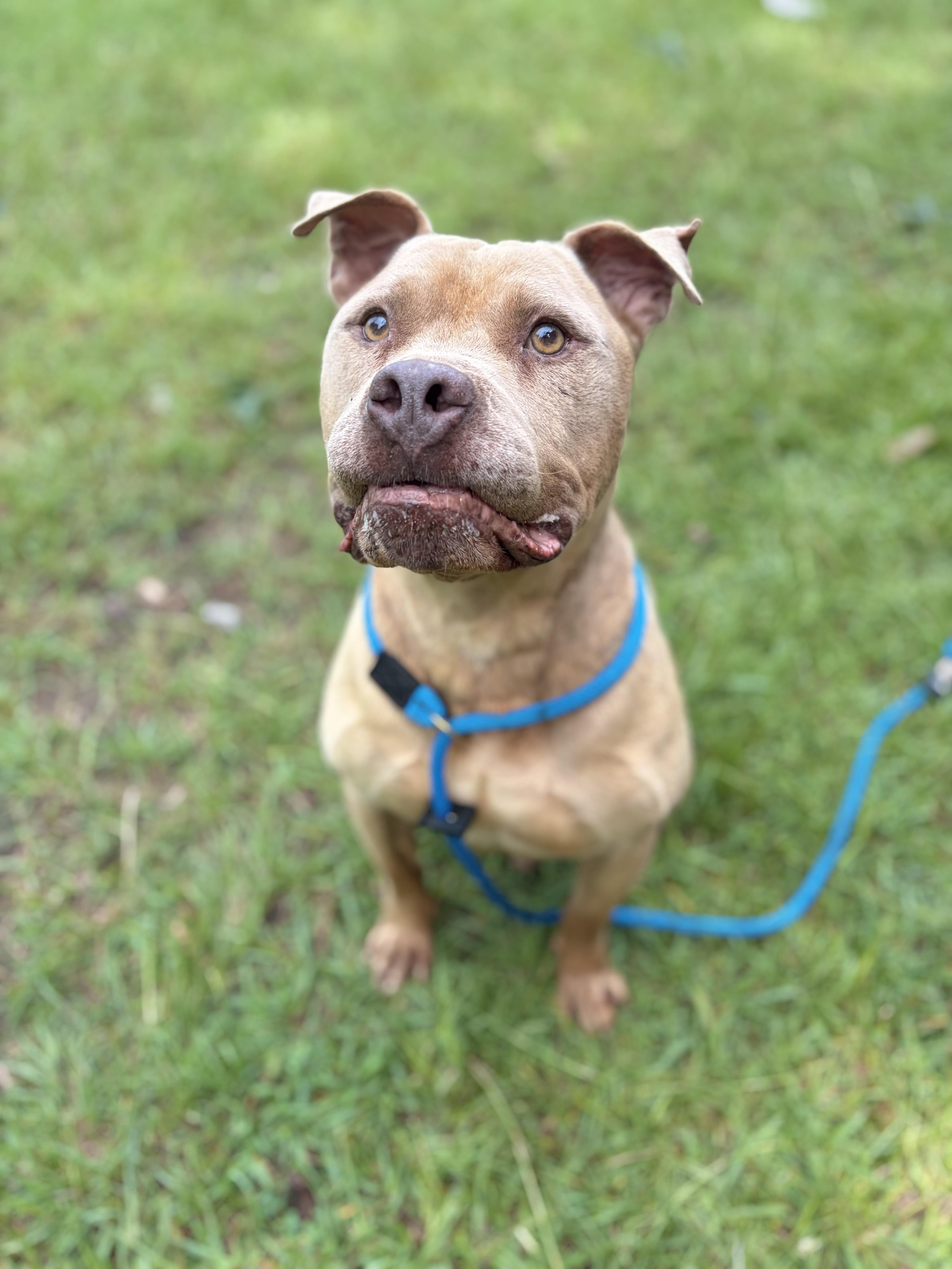 Bowser, a ADOPTABLE mixed breed in Winnsboro, SC image 3/5