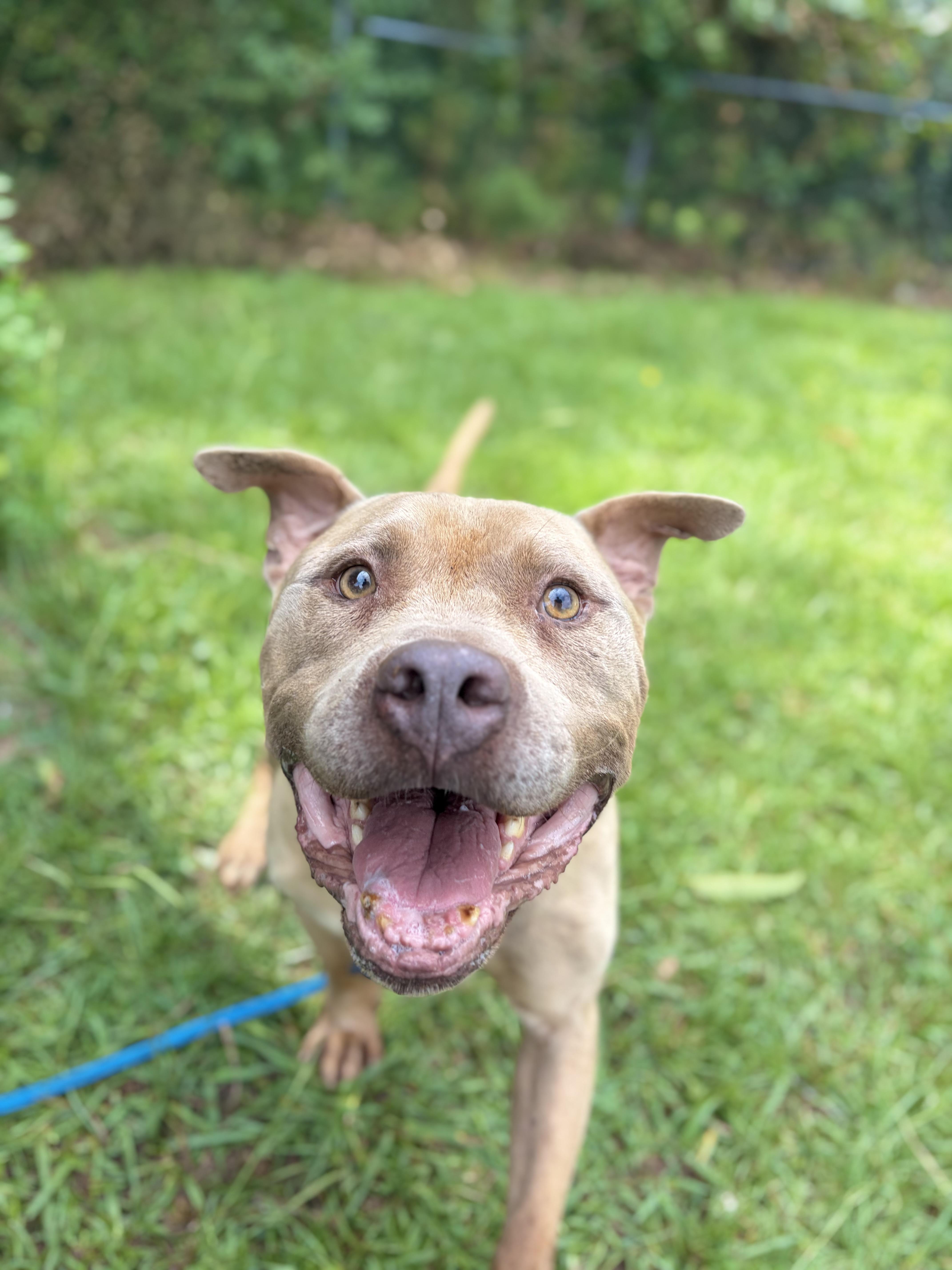 Bowser, a ADOPTABLE mixed breed in Winnsboro, SC image 2/5
