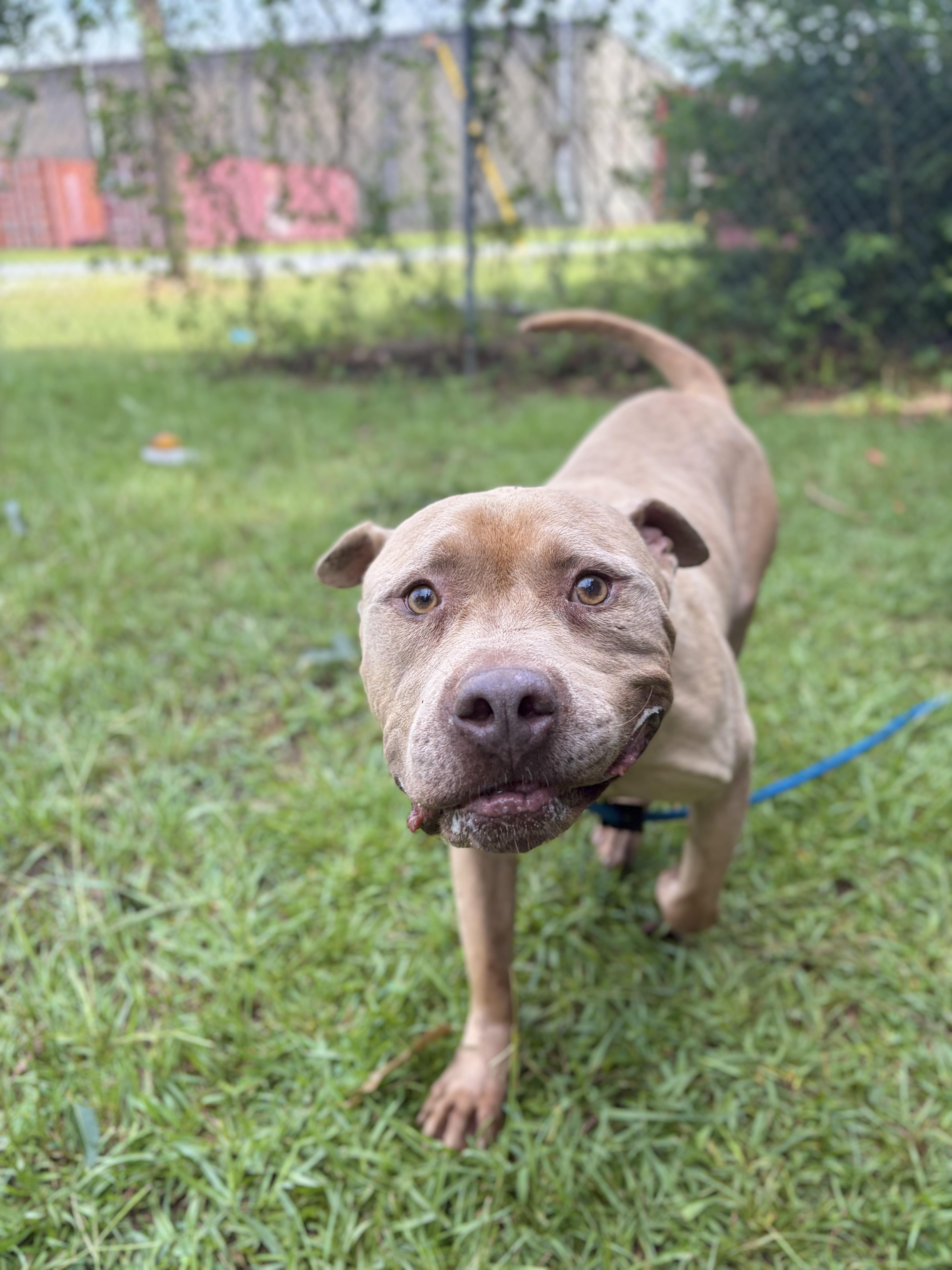 Bowser, ADOPTABLE, Senior Male American Bully.