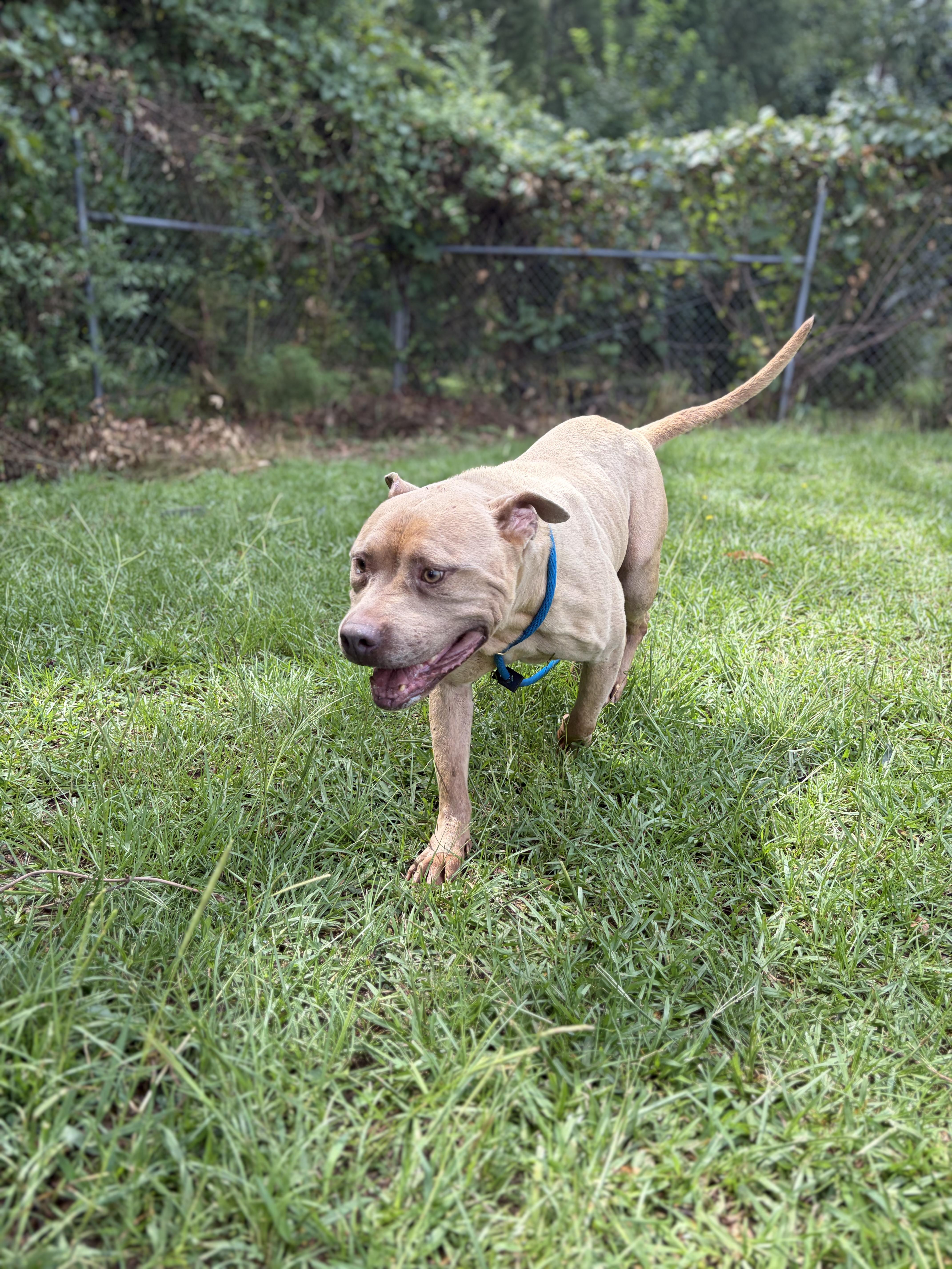 Bowser, a ADOPTABLE mixed breed in Winnsboro, SC image 5/5