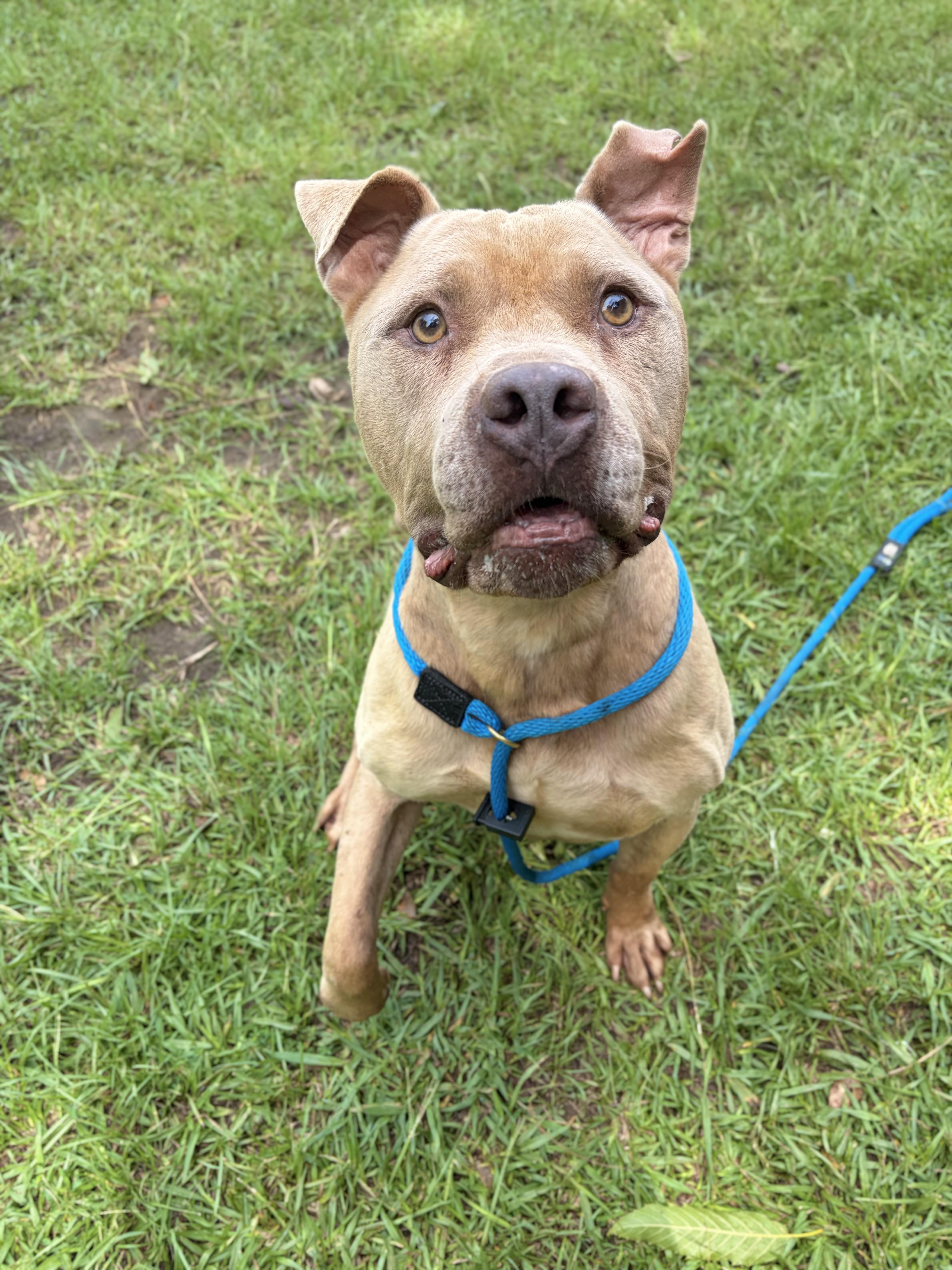 Bowser, a ADOPTABLE mixed breed in Winnsboro, SC image 4/5