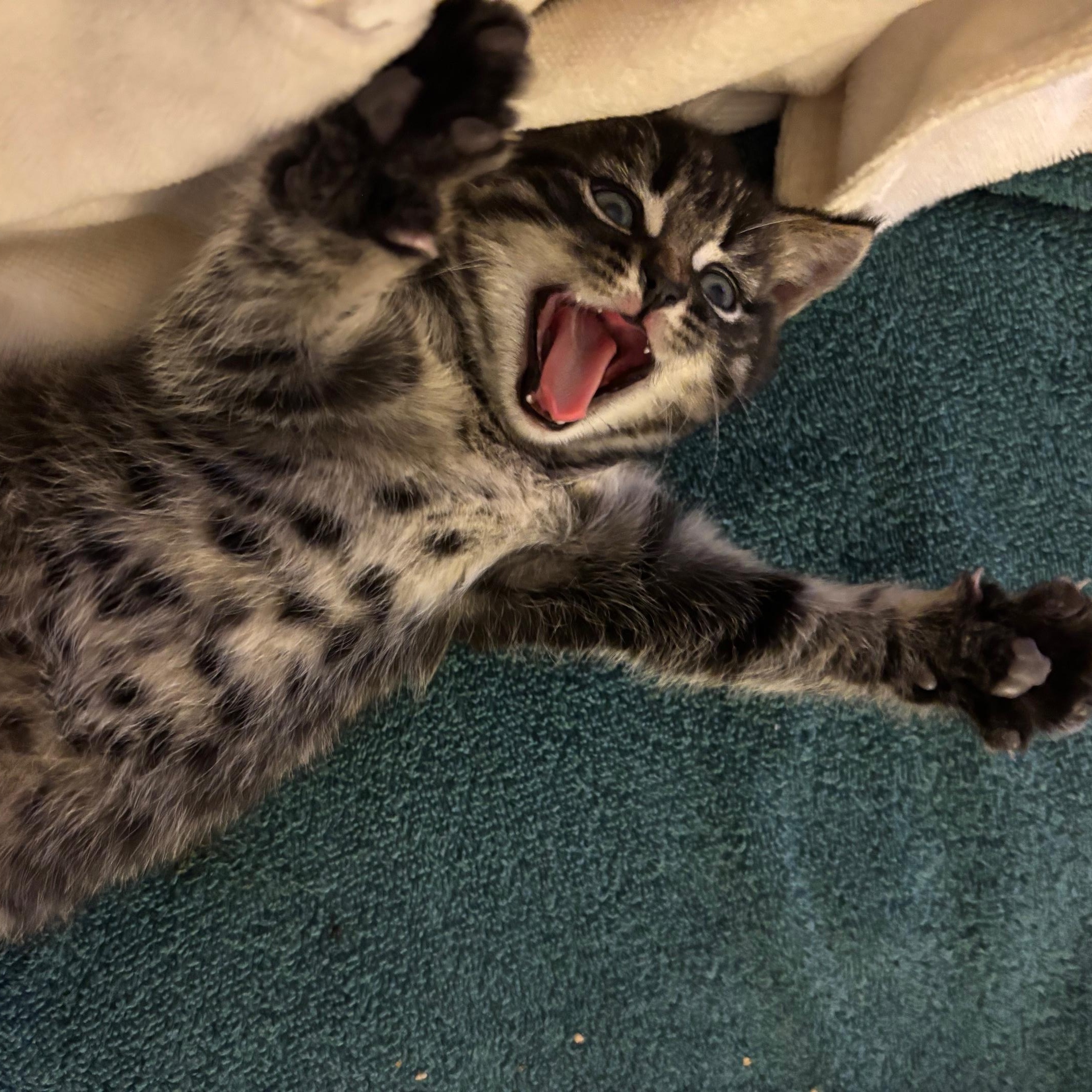 Enlarge Pepita, a Adopted Domestic Short Hair in Montreal, QC image 6/6