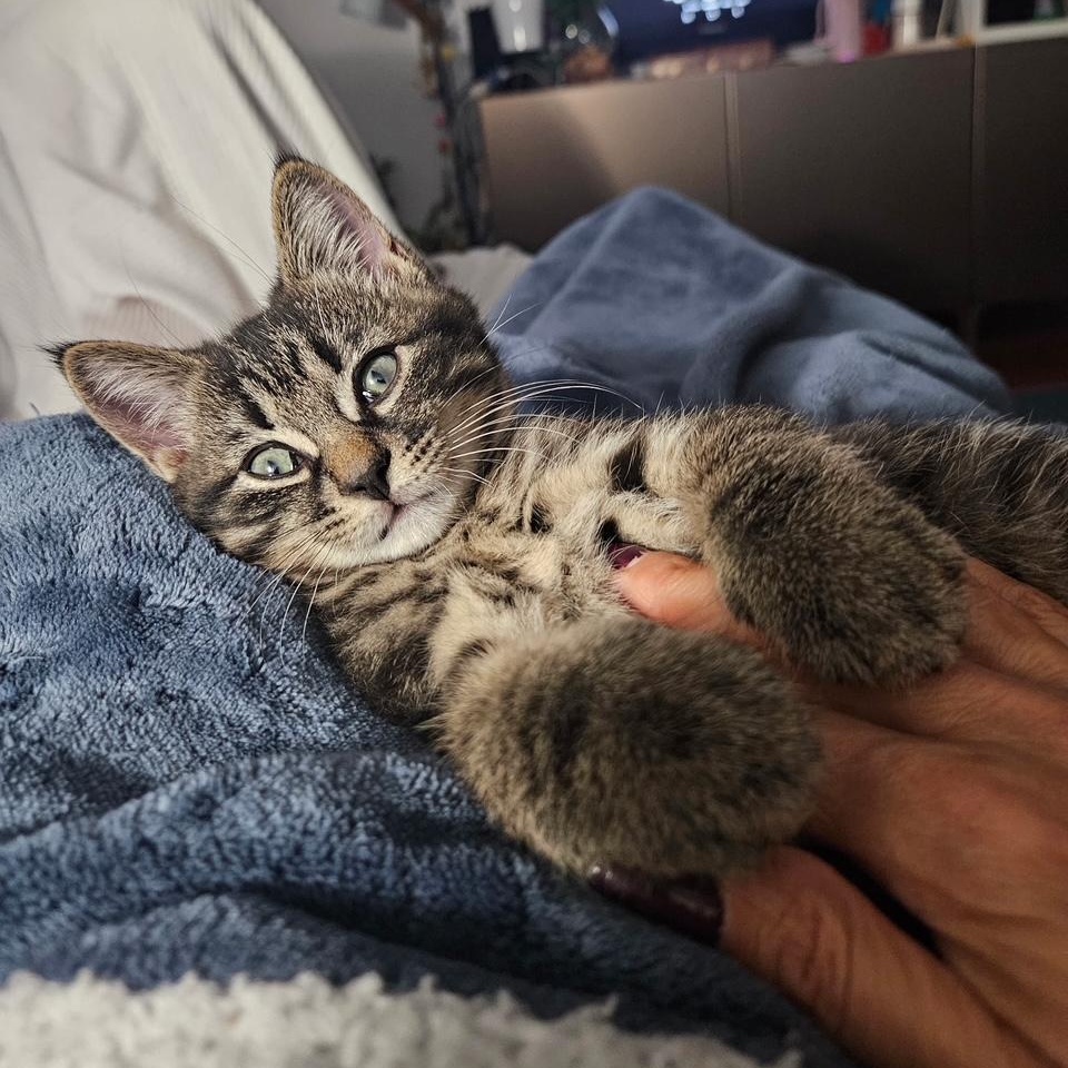 Enlarge Pepita, a Adopted Domestic Short Hair in Montreal, QC image 2/6