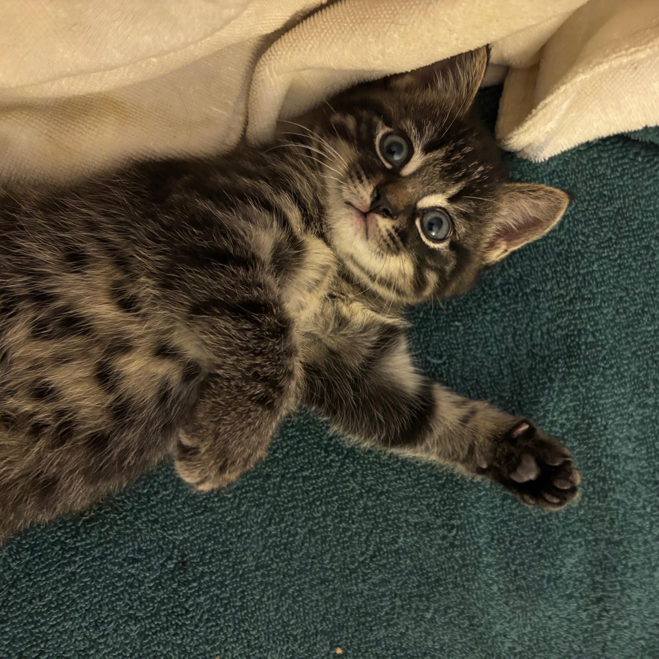 Enlarge Pepita, a Adopted Domestic Short Hair in Montreal, QC image 4/6