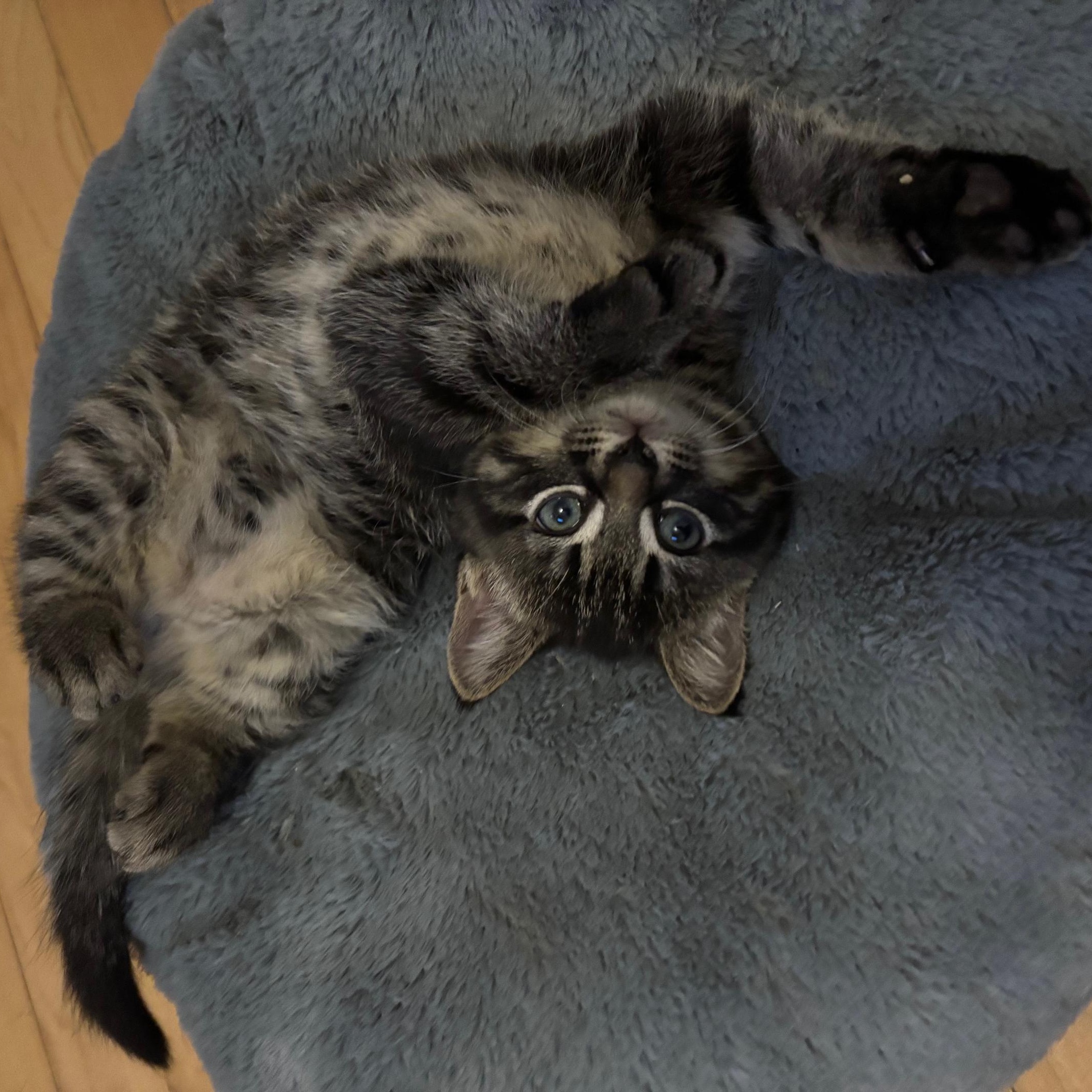 Enlarge Pepita, a Adopted Domestic Short Hair in Montreal, QC image 5/6