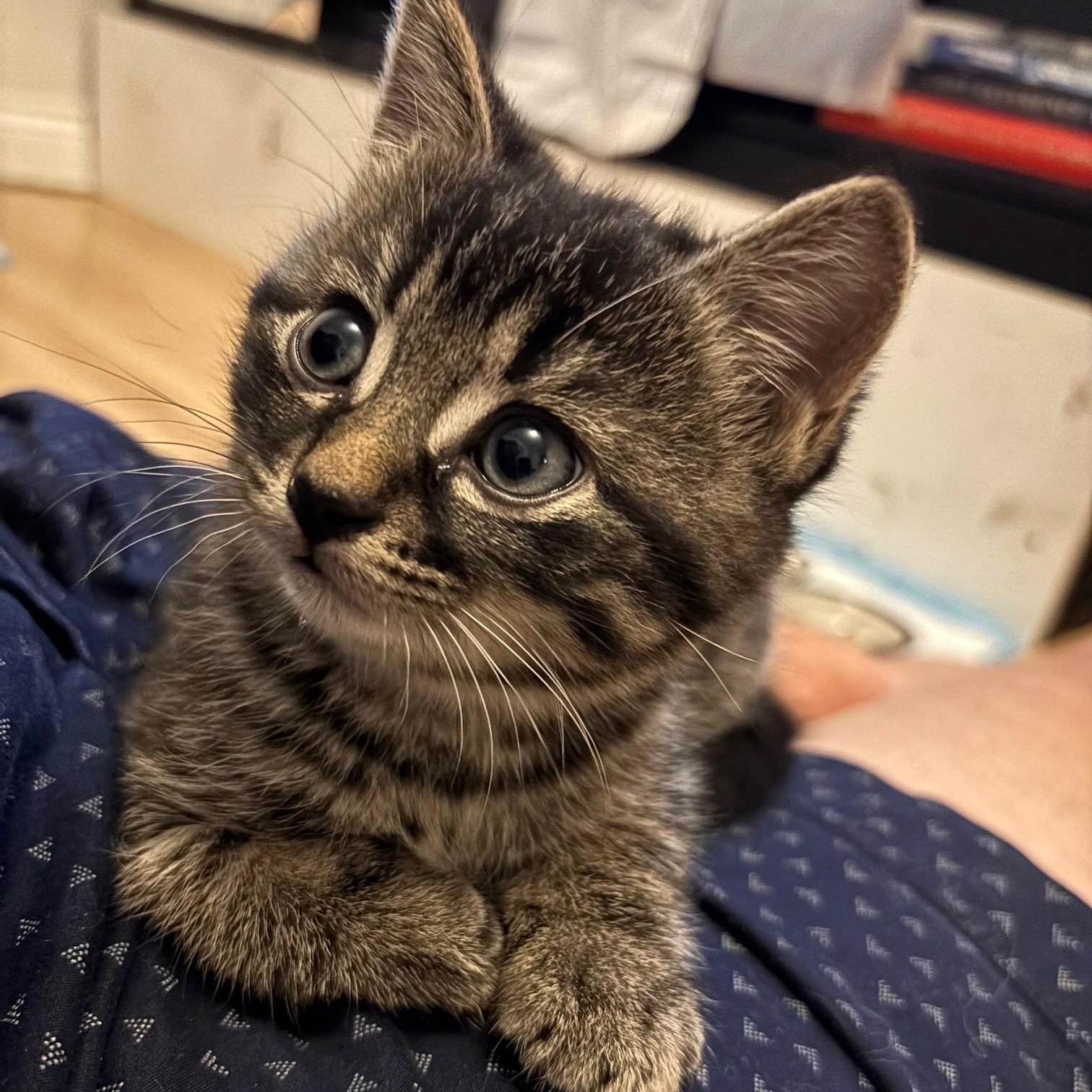 Enlarge Pepita, a Adopted Domestic Short Hair in Montreal, QC image 1/6