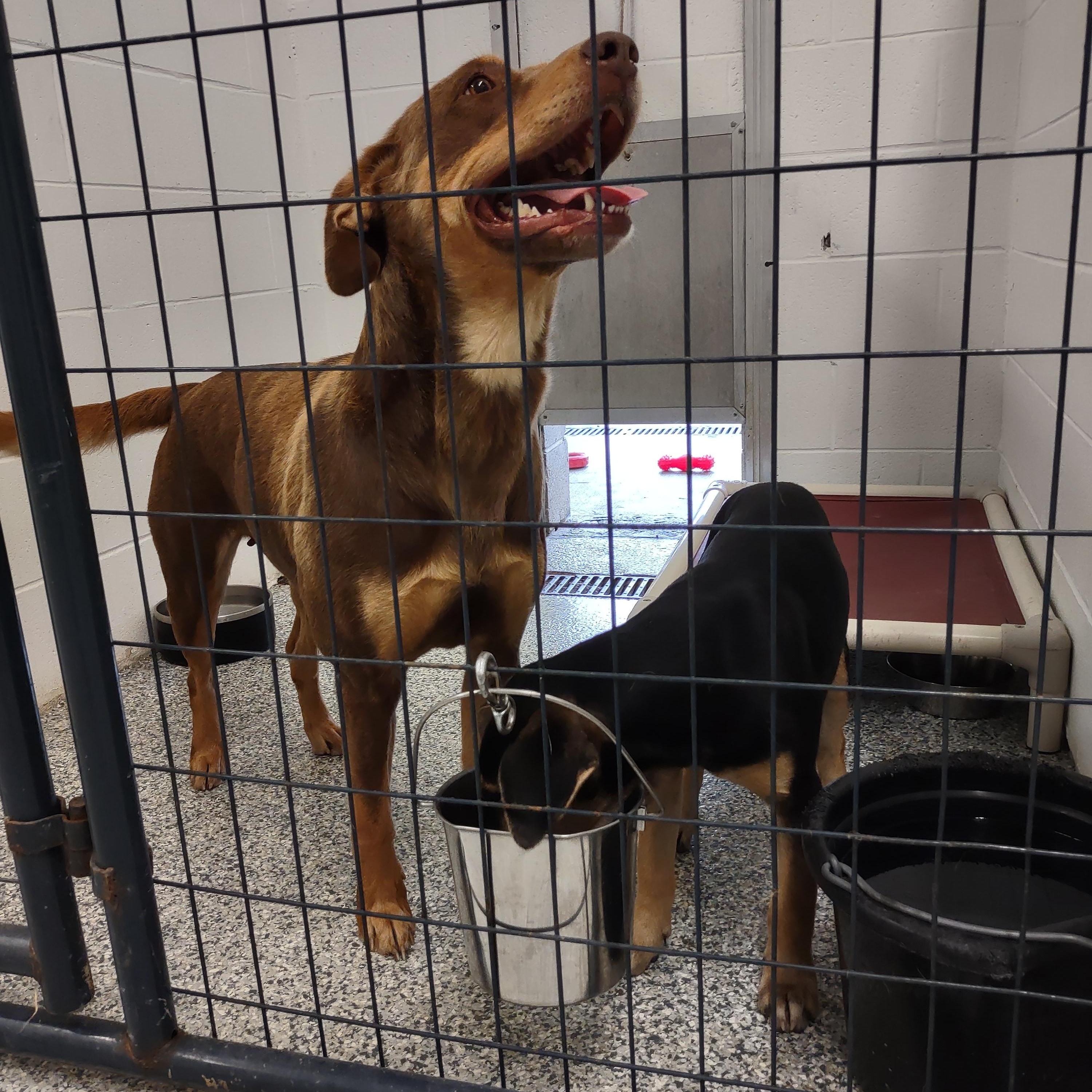 Johnna, an adopted Mixed Breed in Clay City, KY image 6/6