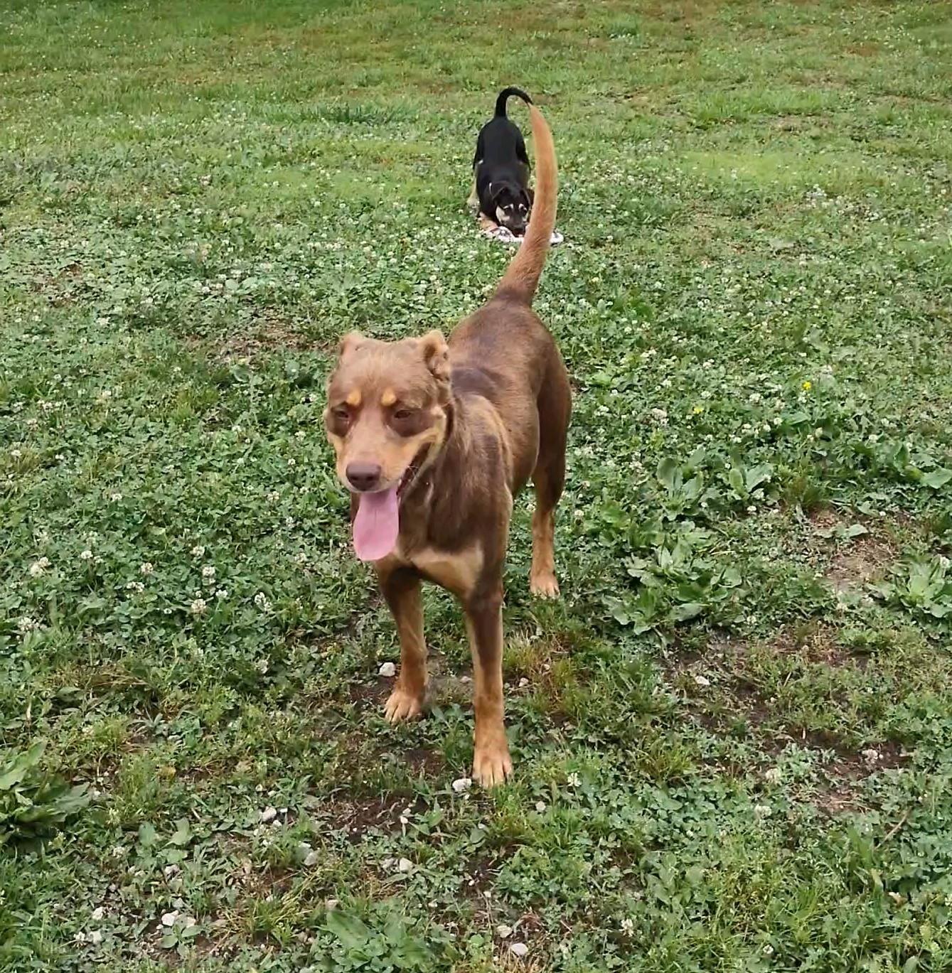 Johnna, adopted, Young Female Mixed Breed.