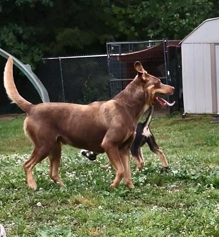 Johnna, an adopted Mixed Breed in Clay City, KY image 2/6