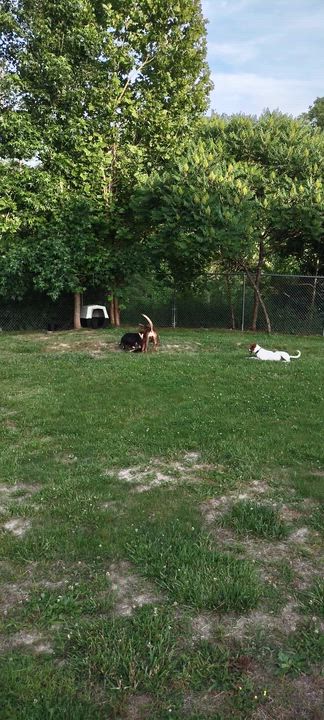 Enlarge Johnna, an adopted Mixed Breed in Clay City, KY video 3/6