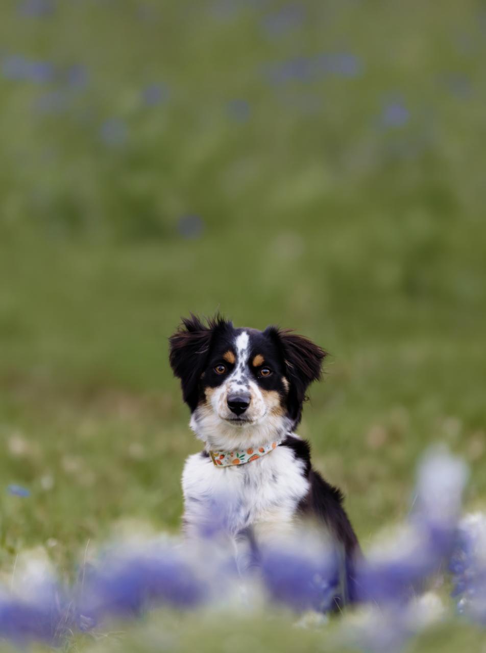 BonBon, Adoptable, Young Female Australian Shepherd.