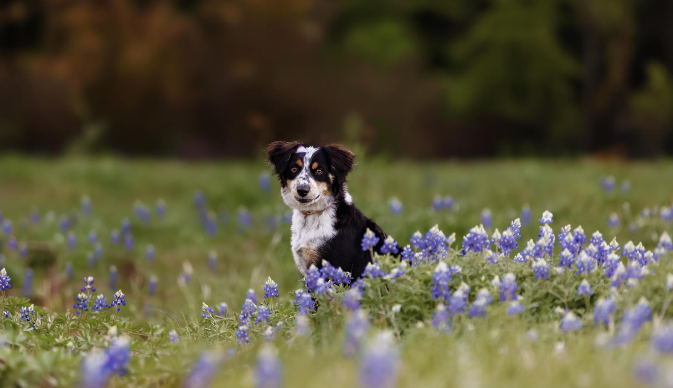 Enlarge BonBon, a Adoptable Australian Shepherd in Arlington, TX image 2/5
