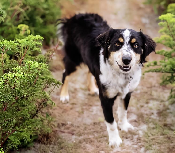 Enlarge BonBon, a Adoptable Australian Shepherd in Arlington, TX image 3/5