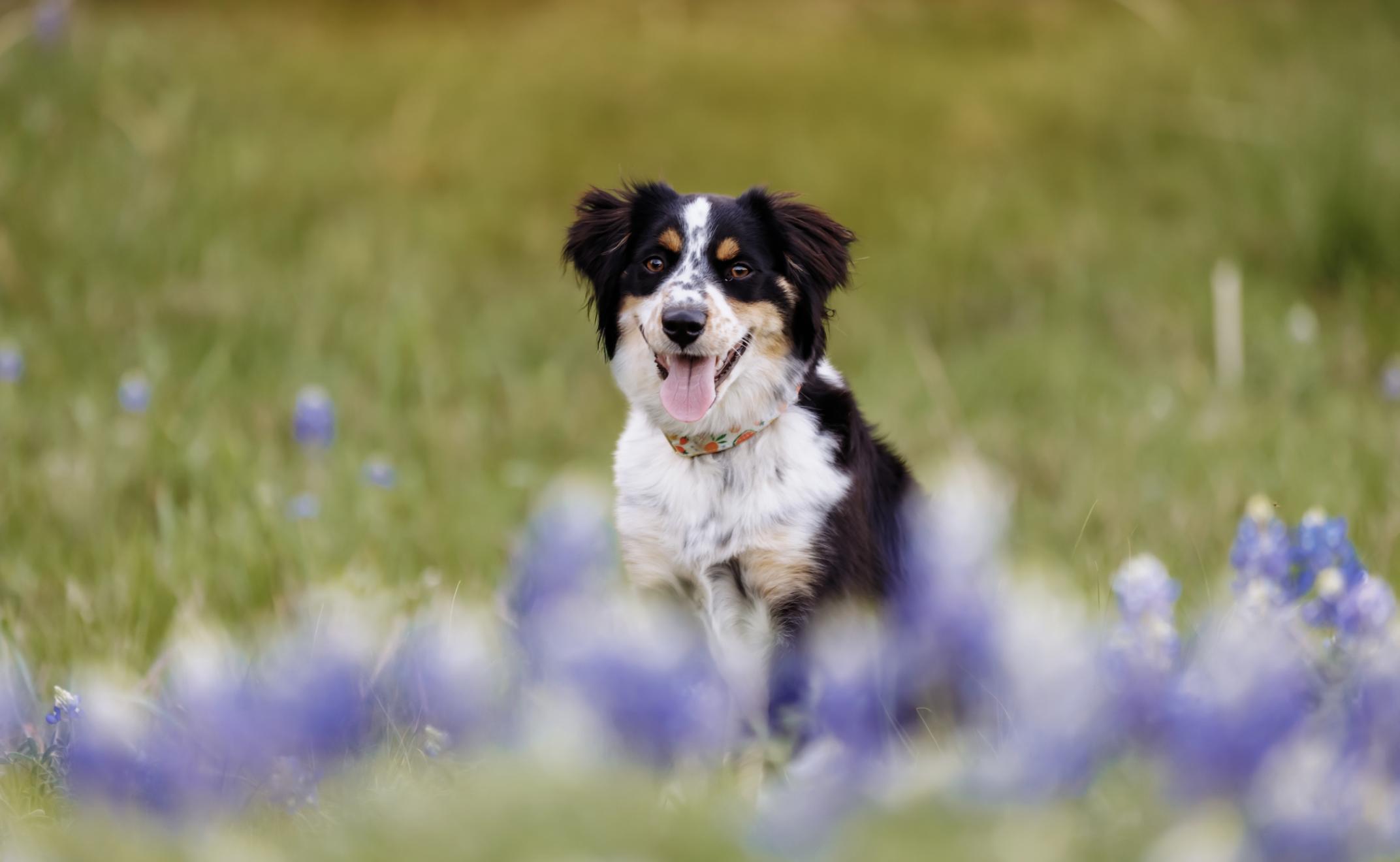 Enlarge BonBon, a Adoptable Australian Shepherd in Arlington, TX image 4/5