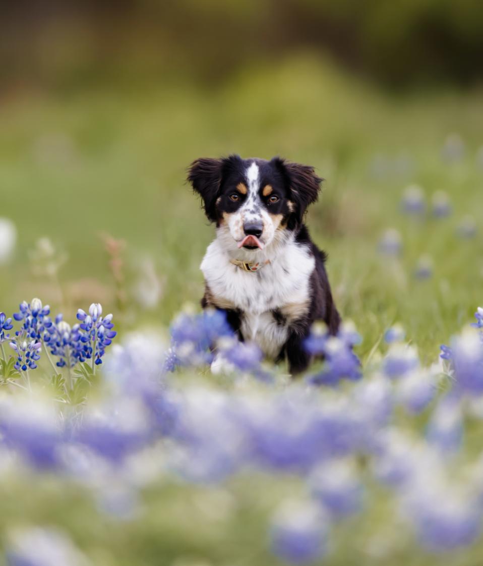 Enlarge BonBon, a Adoptable Australian Shepherd in Arlington, TX image 5/5