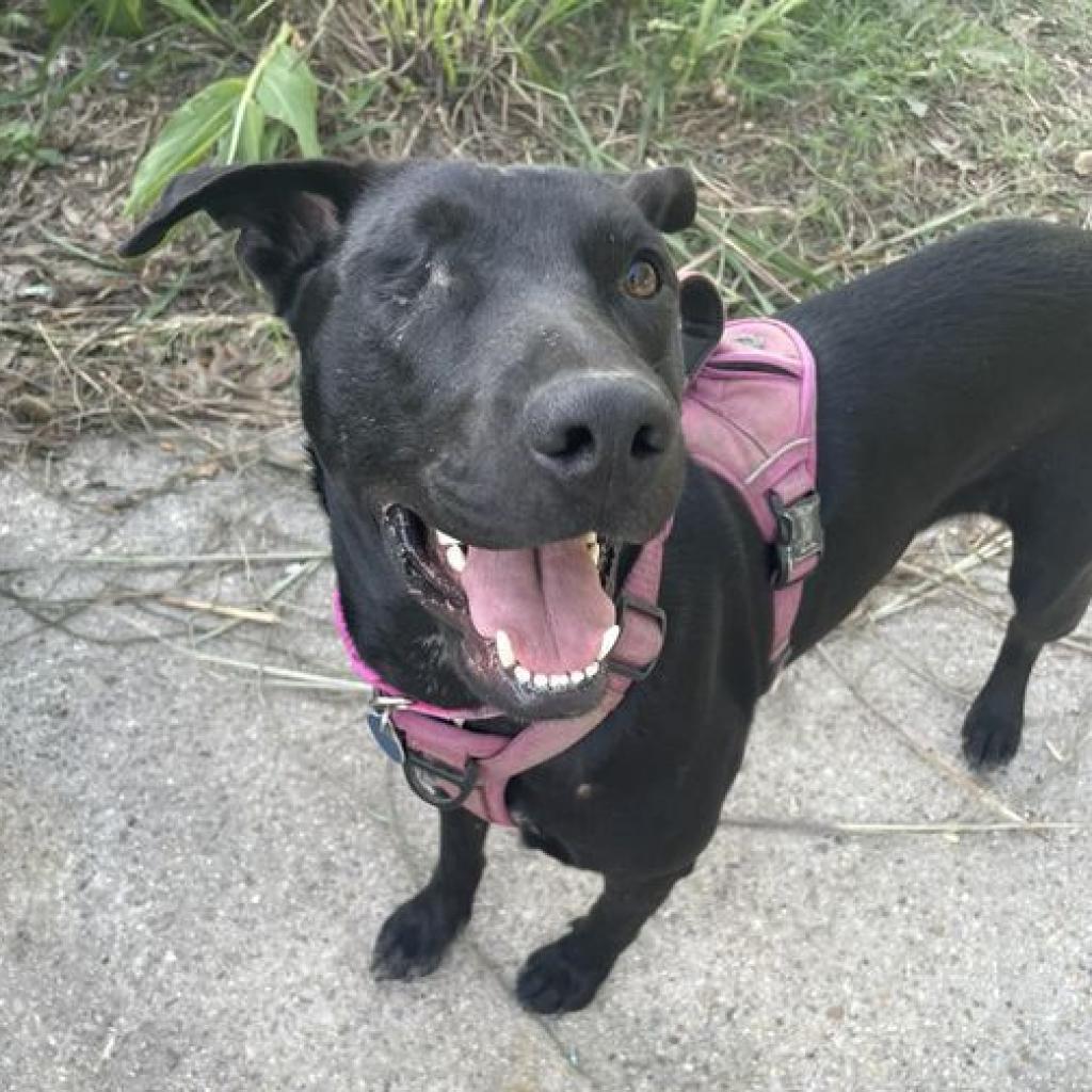 Enlarge Pepper, a Adoptable Black Labrador Retriever in Waggaman, LA image 1/1