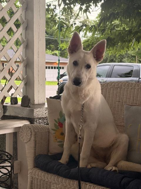 Enlarge Kali, a Adoptable German Shepherd Dog in Fayetteville, AR image 1/1