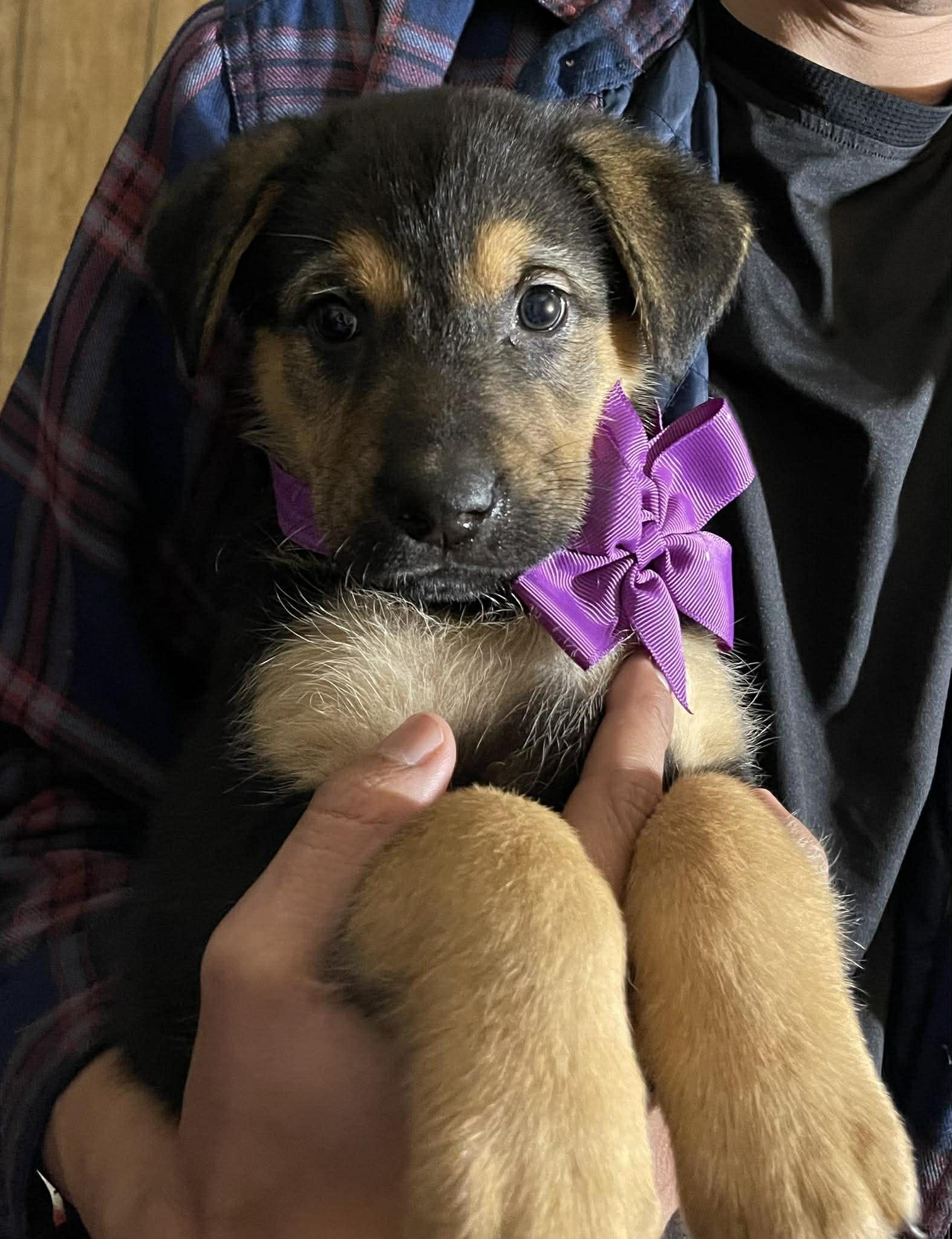 Vienna, adopted, Puppy Female German Shepherd Dog & Golden Retriever.