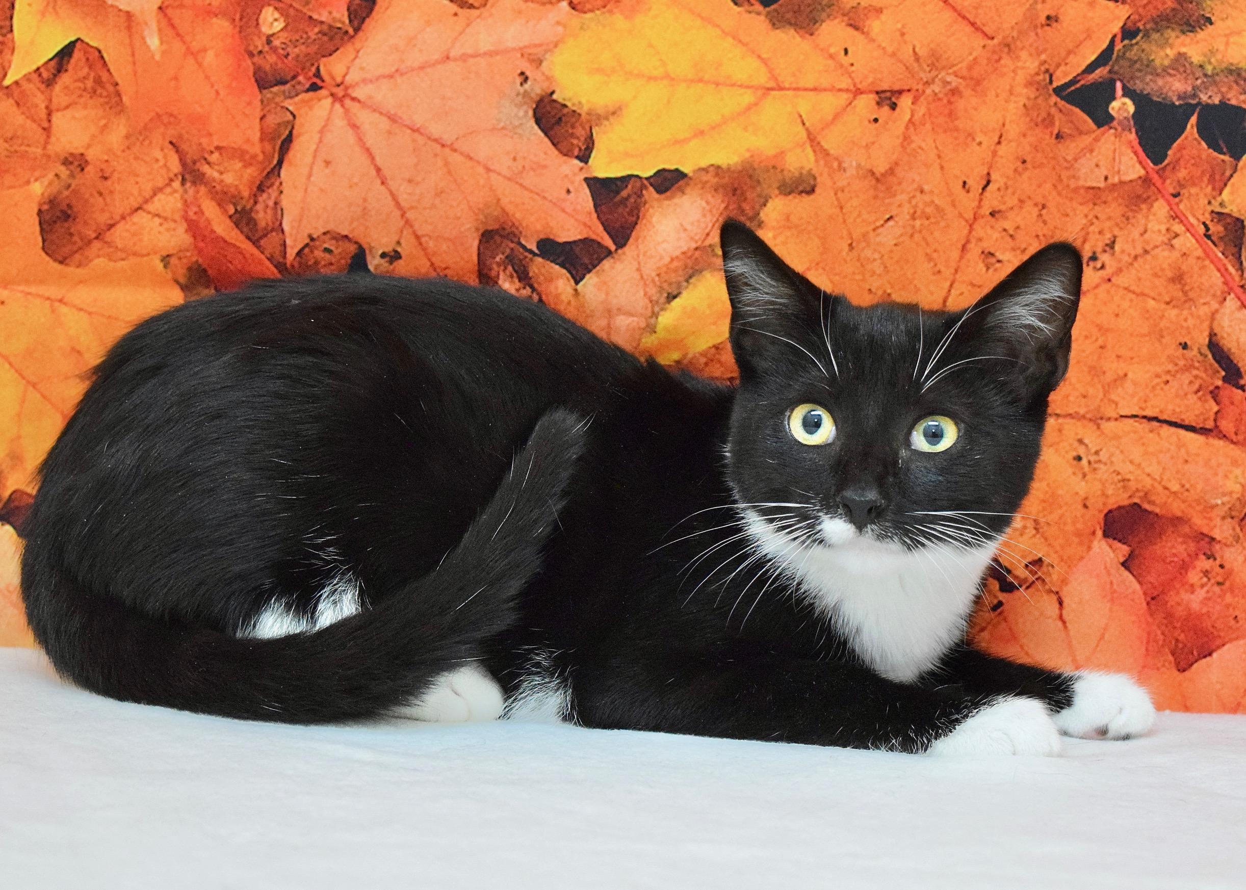 Enlarge Elmo, a Adoptable Domestic Short Hair in Dublin, CA image 1/1