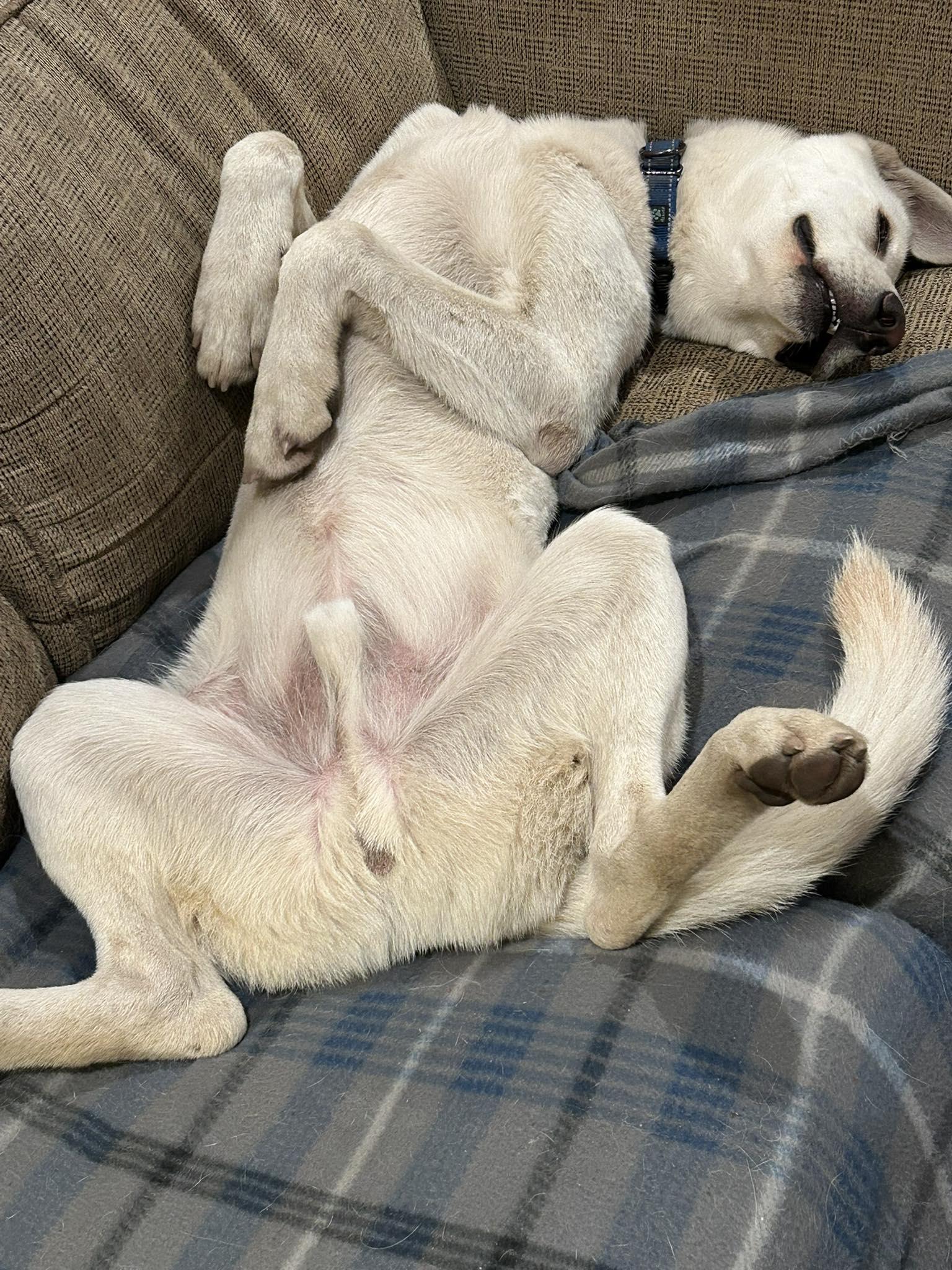 Enlarge Snowy, a Adoptable White German Shepherd in Londonderry, NH image 2/3
