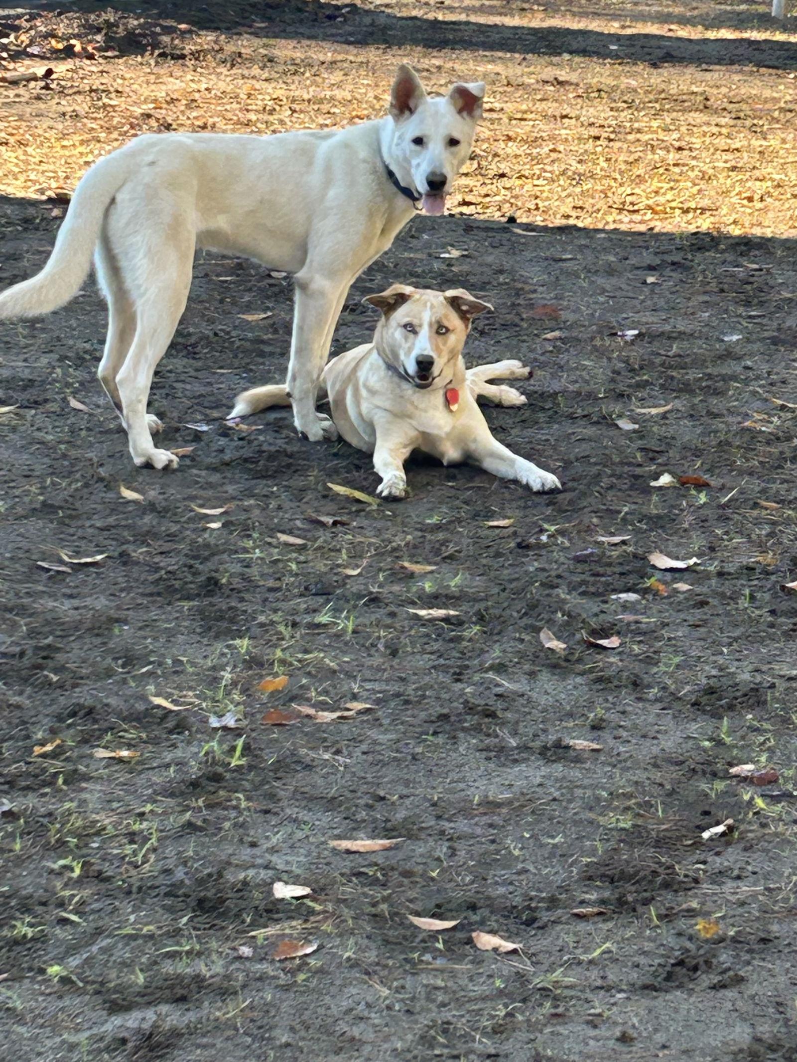 Enlarge Snowy, a Adoptable White German Shepherd in Londonderry, NH image 3/3