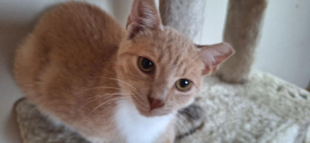 Enlarge SAMMY, a Adoptable Domestic Short Hair in Northfield, OH image 1/3