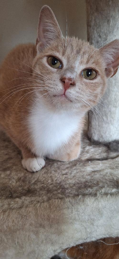 Enlarge SAMMY, a Adoptable Domestic Short Hair in Northfield, OH image 2/3