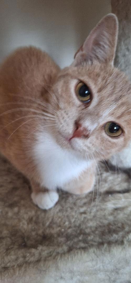 Enlarge SAMMY, a Adoptable Domestic Short Hair in Northfield, OH image 3/3