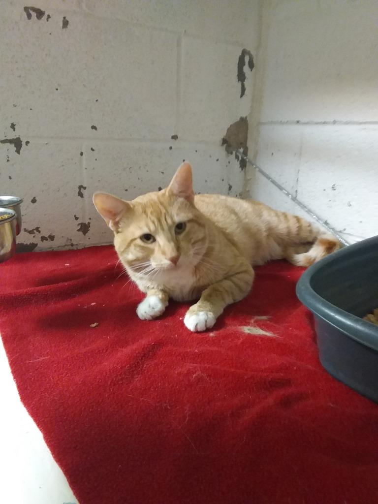 Zoombini, Adopted, Adult Male Domestic Short Hair.