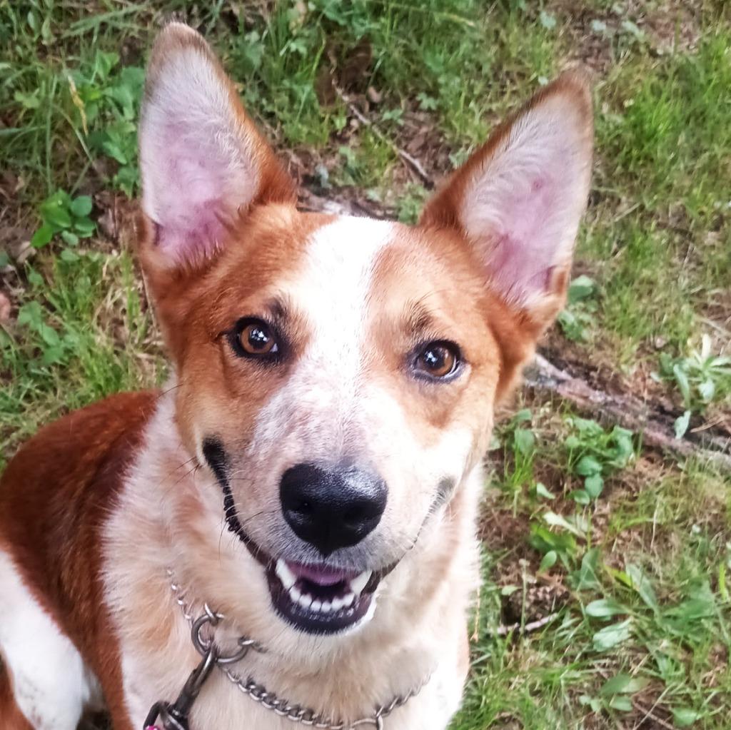 Enlarge Autumn, a Adoptable mixed breed in Olean, NY image 1/4