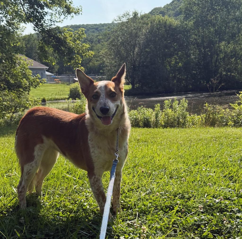 Enlarge Autumn, a Adoptable mixed breed in Olean, NY image 2/4