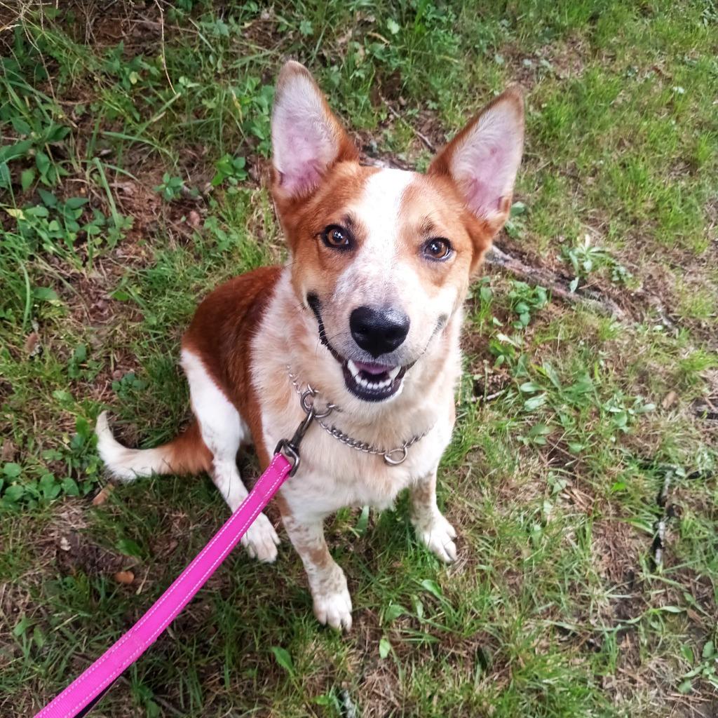 Enlarge Autumn, a Adoptable mixed breed in Olean, NY image 3/4