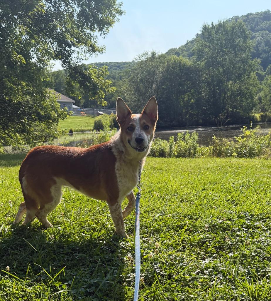 Enlarge Autumn, a Adoptable mixed breed in Olean, NY image 4/4
