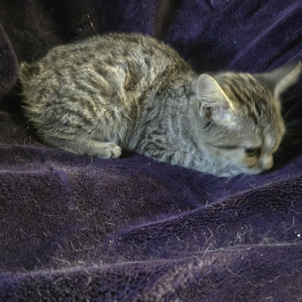 Piper Schimar thumbnail 2