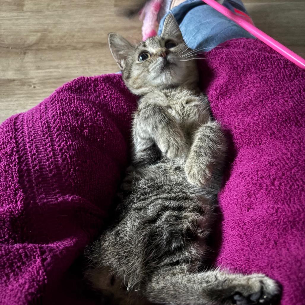 Piper Schimar thumbnail 3